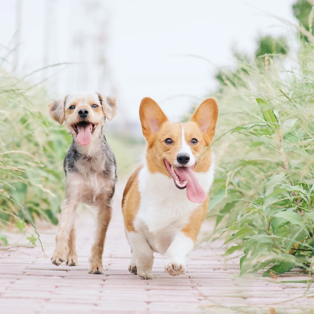 Due cani che corrono su un vialetto fra l'erba