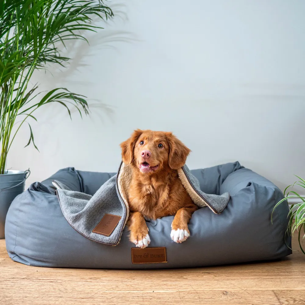 Cane accucciato in una cuccia morbida con coperta