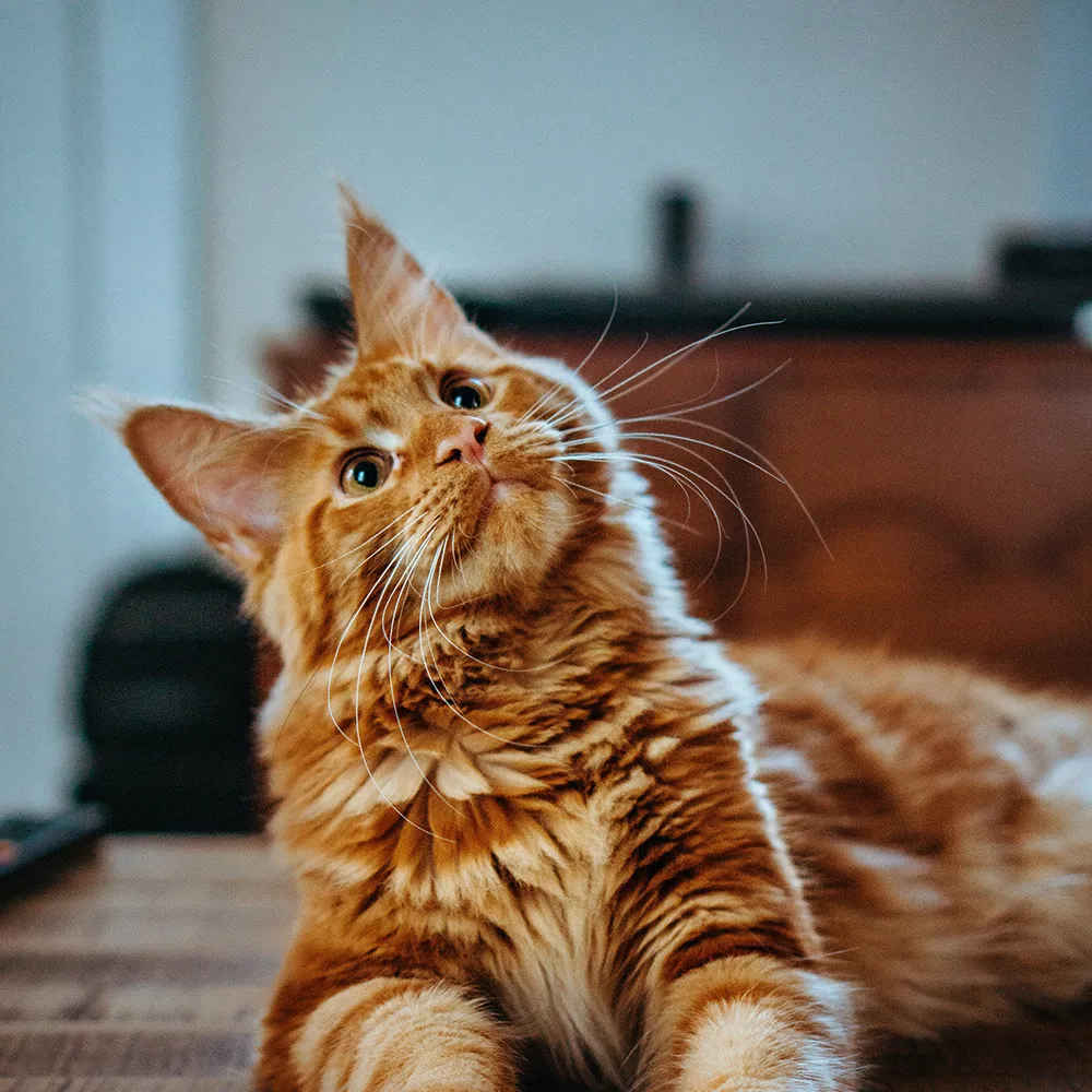 Gatto rosso a pelo lungo sdraiato in casa
